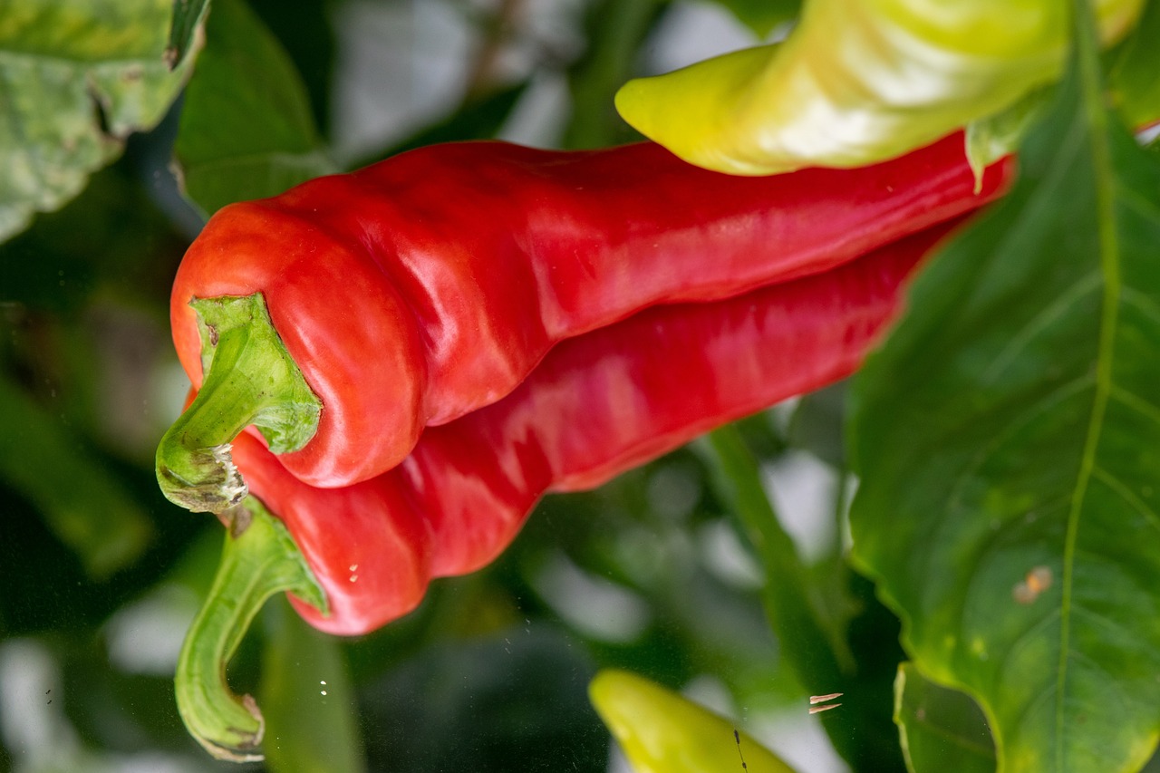 10 Essential Tips for Cooking with Chili Peppers